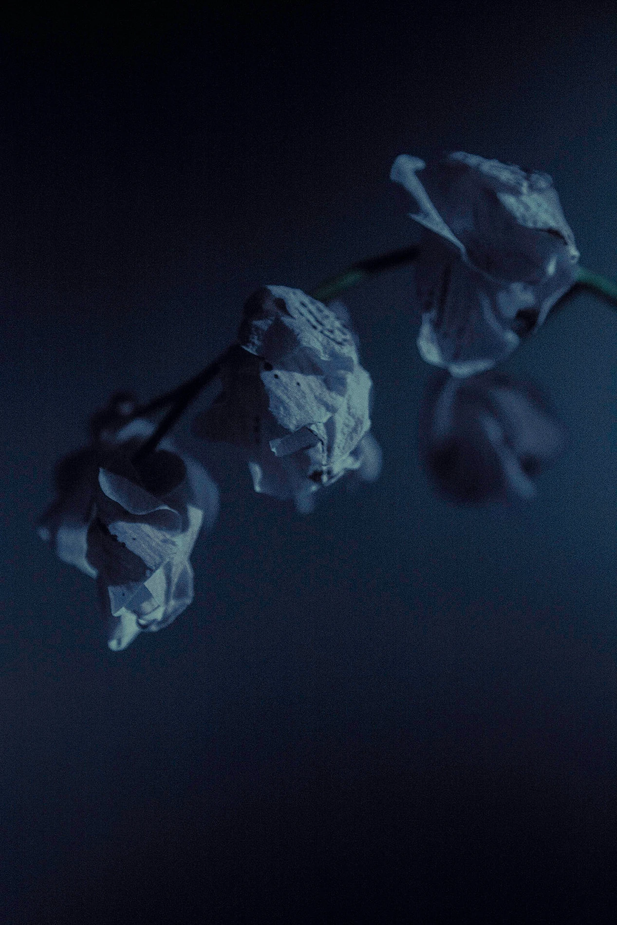 Blue almost green — foto 4