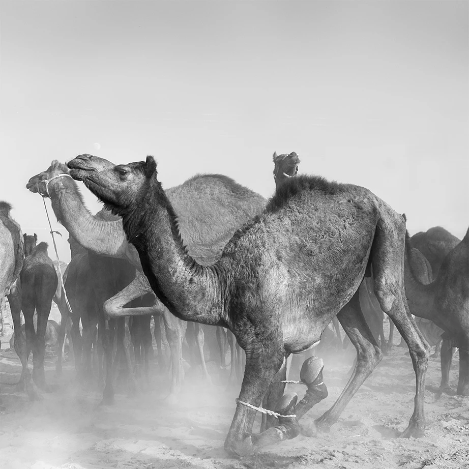 Los que vienen del desierto — foto 10